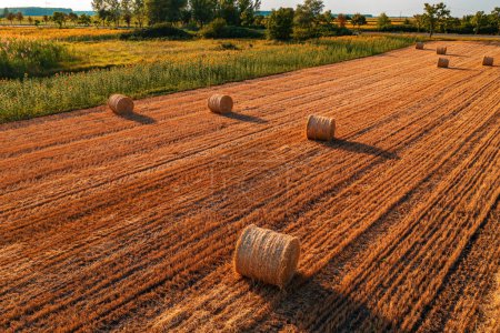 Téléchargez les photos : Balles de foin rondes en forme de cylindre dans un champ de blé cultivé après récolte, vue à angle élevé depuis le drone pov - en image libre de droit