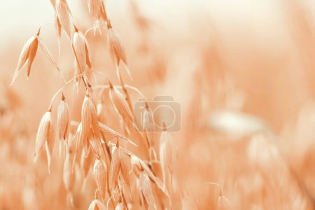 Ripe oat crops in field ready for harvest, swaying in wind, selective focus