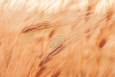 Photo for Ripe ear of wheat cereal crop in cultivated agricultural field ready for harvest season, selective focus - Royalty Free Image