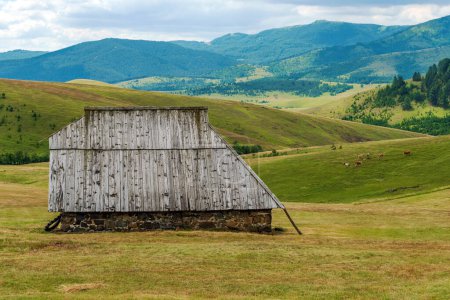 Téléchargez les photos : Ancienne maison de berger abandonnée sur une colline de pâturage dans la région de Zlatibor en Serbie avec des vaches en arrière-plan - en image libre de droit