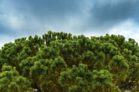 Téléchargez les photos : Cime des arbres en bois de pin dans le parc contre le ciel orageux dramatique, foyer sélectif - en image libre de droit