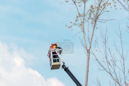 Foto de Las podadoras de árboles utilizan una cesta de elevación para tender cuidadosamente a las ramas, lo que garantiza la salud y seguridad del árbol, vista de ángulo bajo - Imagen libre de derechos