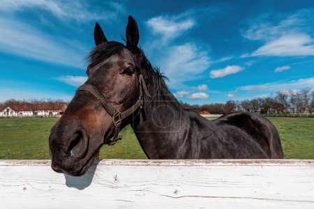 Téléchargez les photos : Belle jument jeune cheval brun foncé derrière la clôture blanche du paddock sur le ranch équestre, mise au point sélective - en image libre de droit