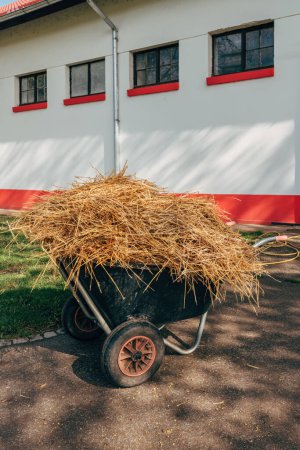 Téléchargez les photos : Brouette chargée de foin stable devant le bâtiment du ranch équestre, foyer sélectif - en image libre de droit