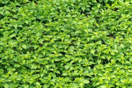 Téléchargez les photos : Ortie piquante non cultivée dans un pré verdoyant, foyer sélectif - en image libre de droit