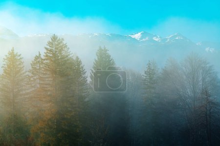 Téléchargez les photos : Beau paysage pittoresque du parc national du Triglav en Slovénie, de grands pins sempervirents dans les bois enveloppés par le brouillard matinal, foyer sélectif - en image libre de droit