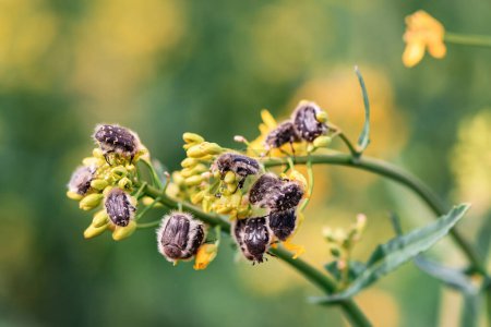 Téléchargez les photos : Tropinota hirta ou doryphore poilu sur les cultures de colza en floraison, orientation sélective - en image libre de droit