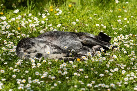 Foto de Viejo perro callejero durmiendo en el parque público en la cama de flores silvestres de margaritas florecientes, enfoque selectivo - Imagen libre de derechos