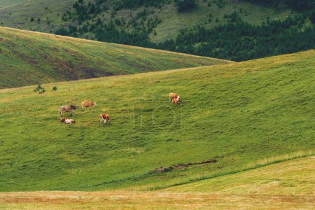 Foto de Vacas de campo libre pastando en tierras verdes, ganado de granja lechera en las colinas de Zlatibor en el soleado día de verano. - Imagen libre de derechos
