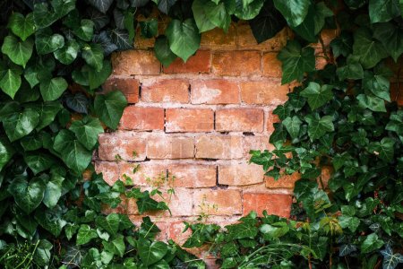 Téléchargez les photos : Mur de lierre et de briques rampant comme arrière-plan de médias sociaux avec espace de copie - en image libre de droit