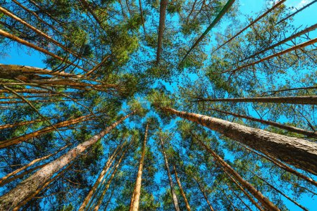 Téléchargez les photos : Vue en angle bas de la haute forêt de pins en été avec un ciel bleu au-dessus de la cime des arbres à feuilles persistantes. Parc naturel de Zlatibor, Serbie. - en image libre de droit