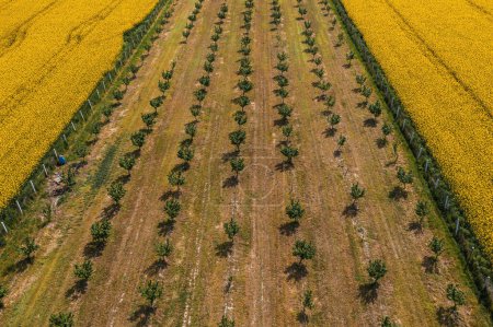 Téléchargez les photos : Vue aérienne du verger de noisettes et du champ de colza en fleurs du point de vue du drone, vue en angle élevé - en image libre de droit