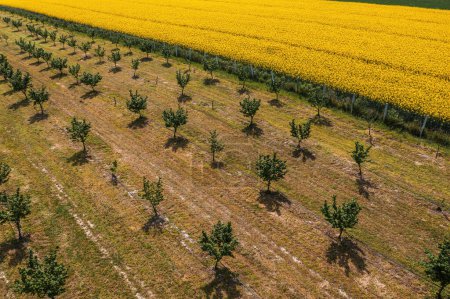 Téléchargez les photos : Vue aérienne du verger de noisettes et du champ de colza en fleurs du point de vue du drone, vue en angle élevé - en image libre de droit