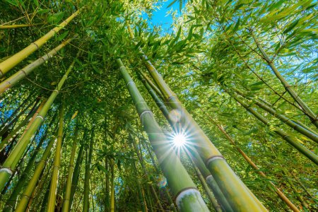 Niedriger Blickwinkel auf grüne Bambuspflanze im Sommer, selektiver Fokus