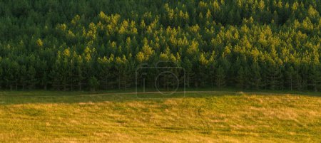 Foto de Bosque de pino perenne en la colina Zlatibor en el atardecer de verano, imagen panorámica - Imagen libre de derechos