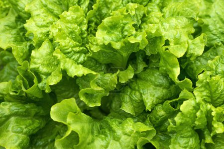 Téléchargez les photos : Salade verte ou feuilles de laitue dans le jardin, produits maison dans la cour arrière, gros plan avec accent sélectif - en image libre de droit