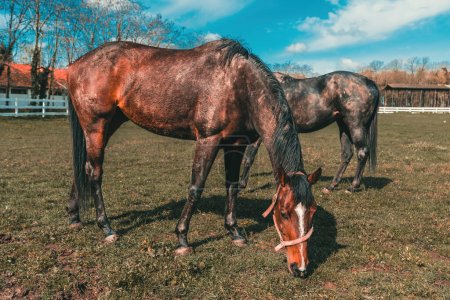 Téléchargez les photos : Deux chevaux bruns qui paissent dans un enclos luxuriant. Scène de campagne sereine. Concentration sélective. - en image libre de droit