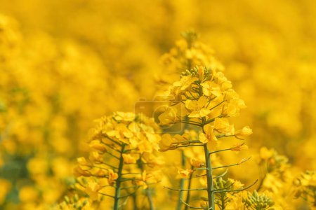 Téléchargez les photos : Culture de canola en fleurs. Fleur jaune de colza dans un champ agricole cultivé. Concentration sélective. - en image libre de droit