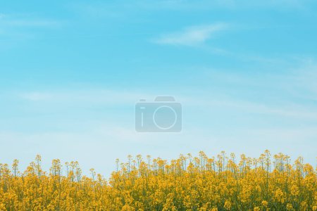 Téléchargez les photos : Champ de canola en fleurs contre une grande partie du ciel bleu comme espace de copie, plan vertical - en image libre de droit