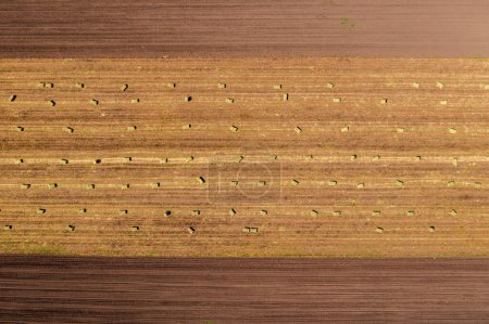 Photo for Top view of alfalfa lucerne hay bales in field, aerial shot from drone pov - Royalty Free Image