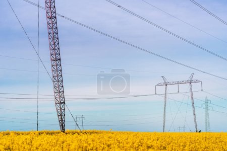Photo for Electricity pylons in blooming canola field in sunset, selective focus - Royalty Free Image