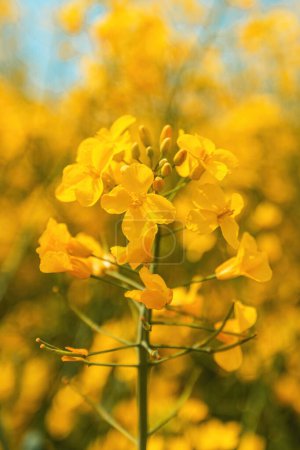 Téléchargez les photos : Colza en fleur, gros plan de fleur jaune, mise au point sélective - en image libre de droit