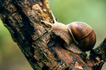 Photo for Garden snail on grapevine branch in back yard, selective focus - Royalty Free Image