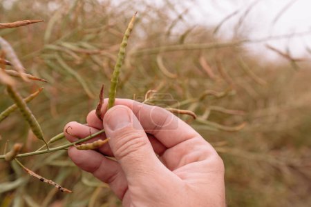 Téléchargez les photos : Agronomiste à la ferme examinant la gousse de colza au champ, accent sélectif - en image libre de droit