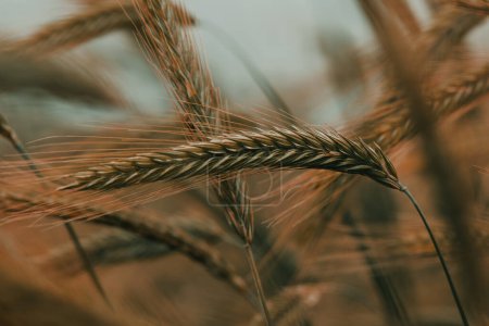 Photo for Rye ears in field, cereal crops ripening in cultivated plantation, selective focus - Royalty Free Image