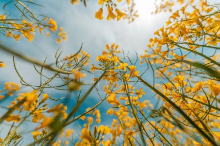 Photo for Rapeseed crops with blooming yellow flowers in spring on a sunny day, low angle view - Royalty Free Image