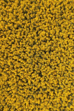 Téléchargez les photos : Vue aérienne du champ de colza oléagineux ou de canola en floraison du point de vue des drones, de l'agriculture et de l'agriculture Contexte conceptuel - en image libre de droit