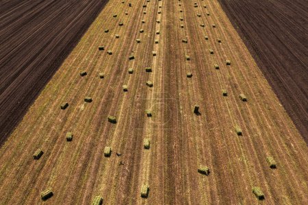 Photo for Alfalfa square hay bales in field after harvest, aerial shot high angle view - Royalty Free Image