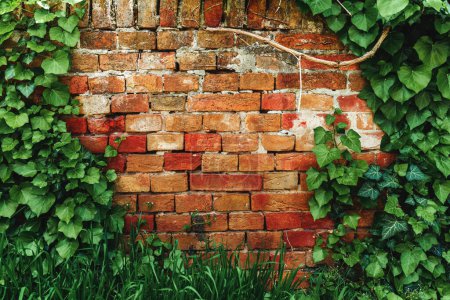 Photo for Heart-shaped ivy and worn brick wall as social media background with copy space - Royalty Free Image
