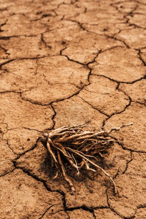 Foto de Raíz de planta de maíz seco en suelo polvoriento agrietado, enfoque selectivo - Imagen libre de derechos