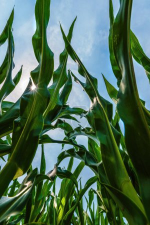Foto de Vista de bajo ángulo de las hojas de cultivo de maíz verde exuberante que llega hasta el cielo azul en el campo agrícola cultivado, enfoque selectivo - Imagen libre de derechos