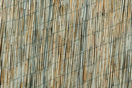 Téléchargez les photos : Matériel de clôture de roseau sec comme fond - en image libre de droit