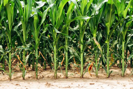 Foto de Exuberante tallo de cultivo de maíz verde en el campo cultivado, enfoque selectivo - Imagen libre de derechos