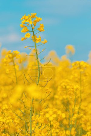 Téléchargez les photos : Fleurs de canola en fleurs avec des pétales jaune vif dans un champ cultivé, foyer sélectif - en image libre de droit