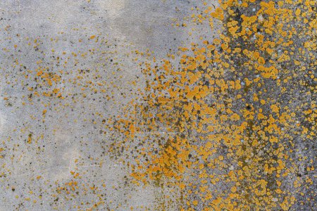 Photo for Lichen on concrete wall surface as background an texture - Royalty Free Image