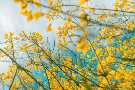 Téléchargez les photos : Cultures de colza avec des fleurs jaunes en fleurs au printemps par une journée ensoleillée, vue à angle bas - en image libre de droit