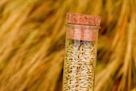 Téléchargez les photos : Échantillon de grains d'orge récoltés dans un tube en plastique contre un champ de céréales mûres, orientation sélective - en image libre de droit