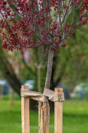 Photo for Newly planted tree shielded with reed matting, representing plant nursery concept. Selective focus - Royalty Free Image