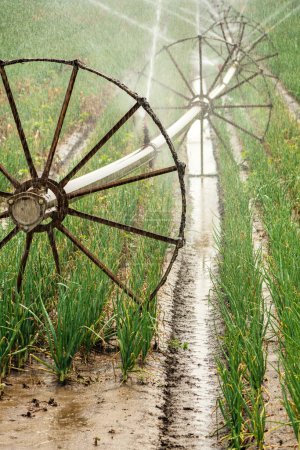 Téléchargez les photos : Irrigation par déplacement de roues avec arrosage source d'eau plantation d'oignons en été, mise au point sélective - en image libre de droit