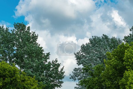 Foto de Frondoso follaje verde copa del árbol con cúmulo blanco nube en el fondo, hermoso paisaje de verano - Imagen libre de derechos