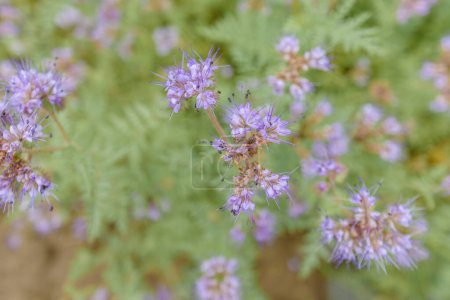 Photo for Blue tansy of phacelia flowering plant in cultivated field, selective focus - Royalty Free Image