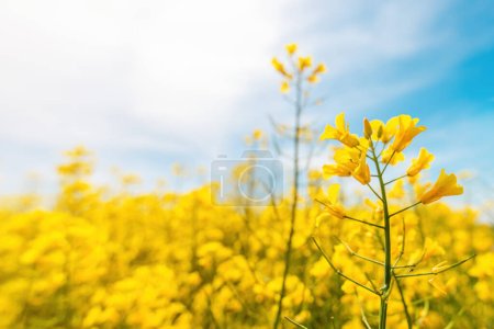 Photo for Oilseed rape crop is bright-yellow flowering plant cultivated mainly for its oil-rich seed, selective focus - Royalty Free Image