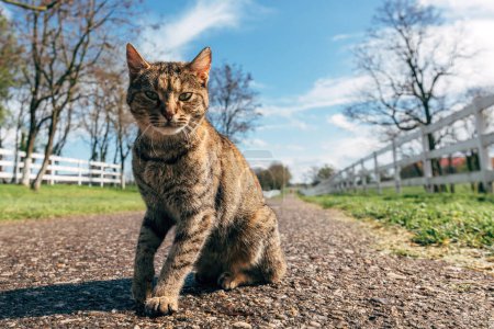 Photo for Feral cat sitting and resting on country road looking at camera. Spring season, sunny day after the rain. - Royalty Free Image