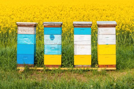 Photo for Wooden apiary crates or beehive boxes for beekeeping and honey collecting in blooming canola field, selective focus - Royalty Free Image