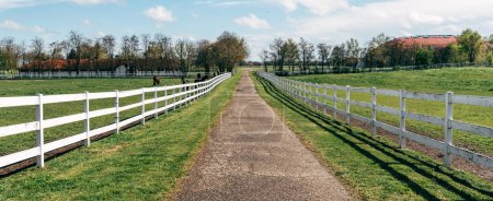 Photo for White wooden horse paddock fence on equestrian farm. Group of animals grazing on fresh spring grass. Panoramic image with selective focus. - Royalty Free Image