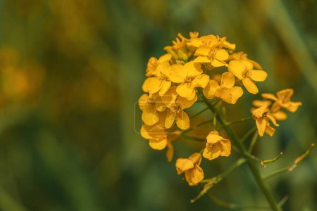 Téléchargez les photos : Culture de canola en fleur, gros plan de fleur jaune, mise au point sélective - en image libre de droit